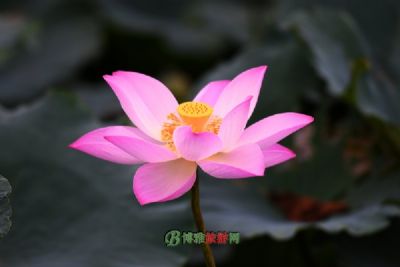ˮǬӺԴˮ羰