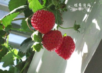 ƽݮ԰