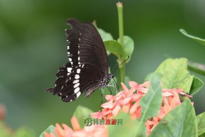 ƽ깬