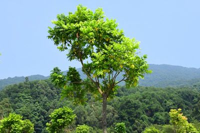 綴
