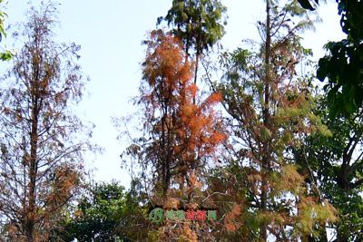 λַ