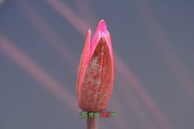 ¹