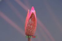 ¹