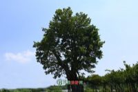 ǰַ